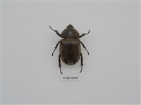 藏品(獨角仙)的圖片